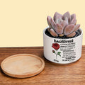 To My Daughter: A Birth Month Flower Ceramic Plant Pot for Every Step of Your Journey